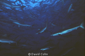 "Wall of Sharks"--taken at roca partida (socorro islands)... by David Cohn 